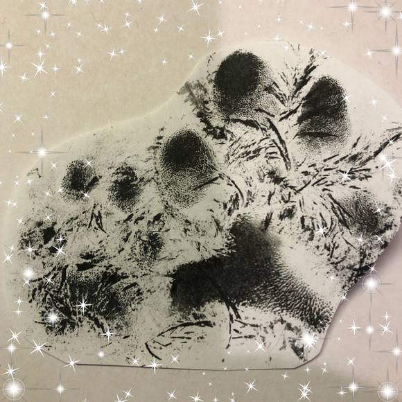 Meet your Posher, Chris - Picture 1 of 1